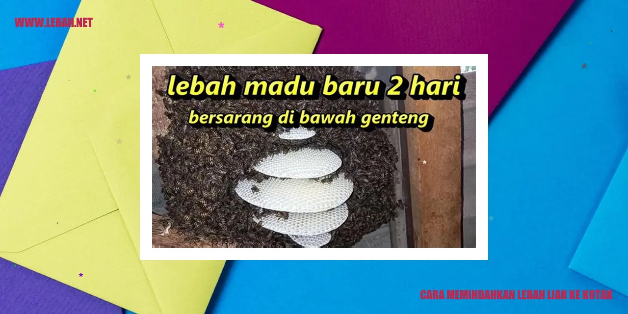 cara memindahkan lebah liar ke kotak