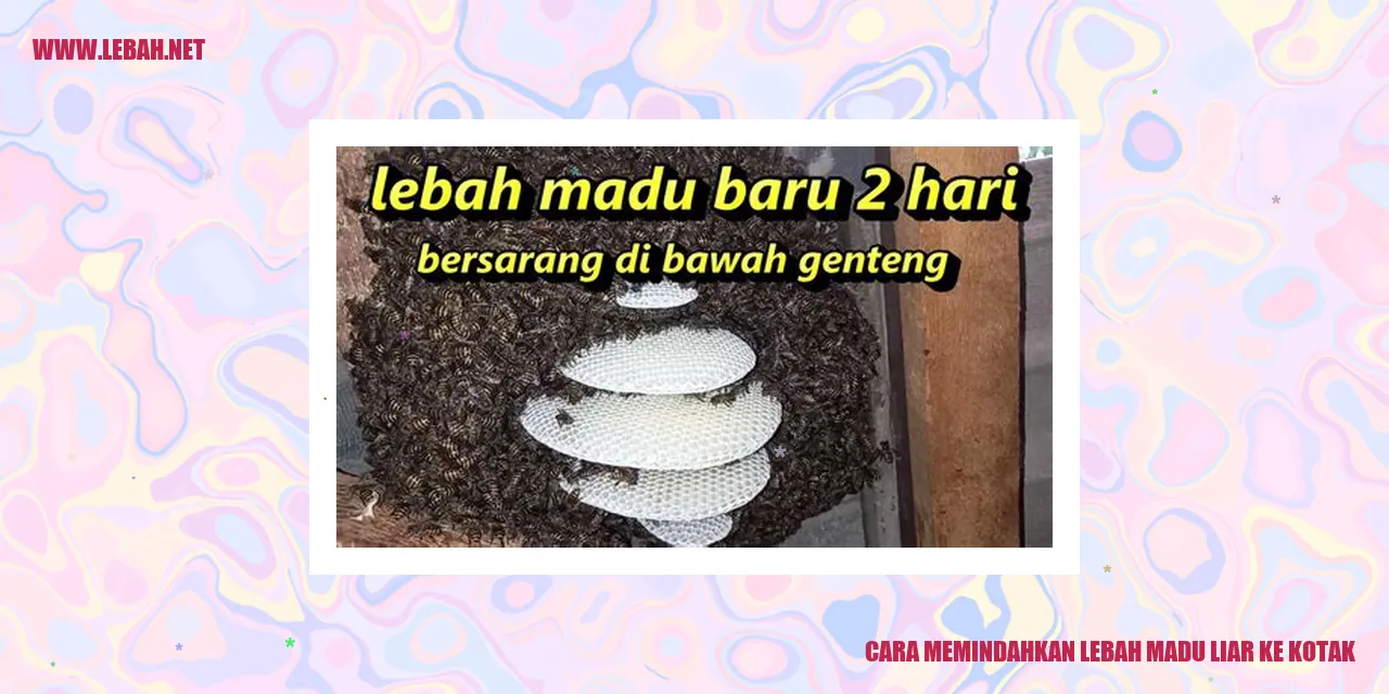 cara memindahkan lebah madu liar ke kotak