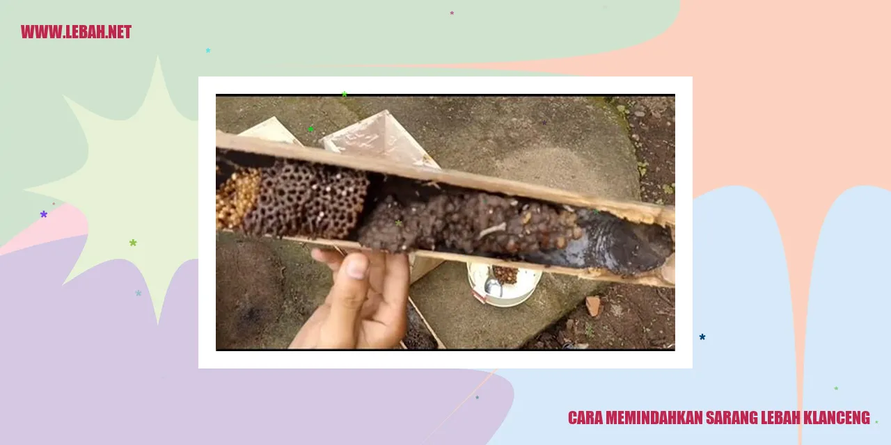 Cara Memindahkan Sarang Lebah Klanceng