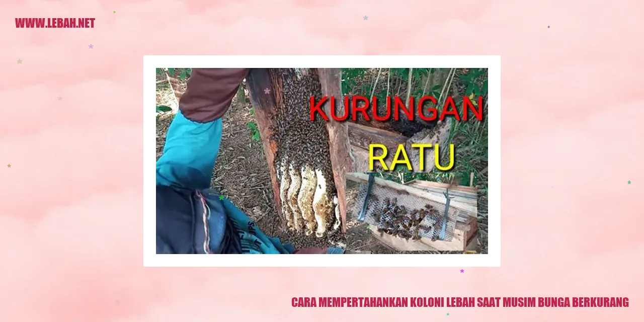 cara mempertahankan koloni lebah saat musim bunga berkurang