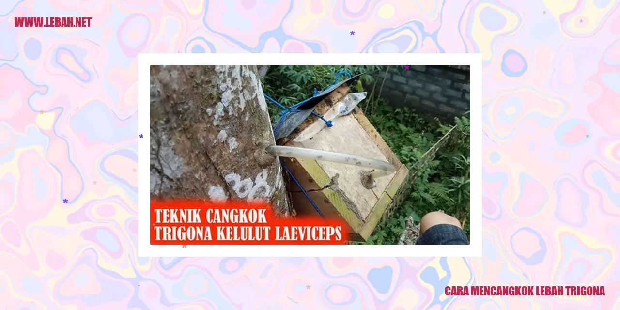 cara mencangkok lebah trigona