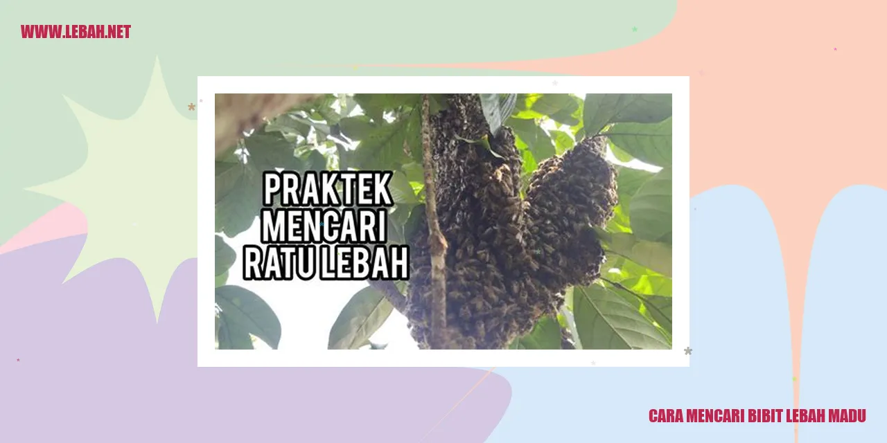 Bibit Lebah Madu