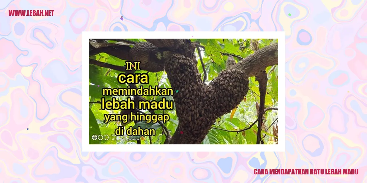 cara mendapatkan ratu lebah madu