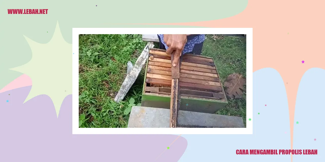 cara mengambil propolis lebah