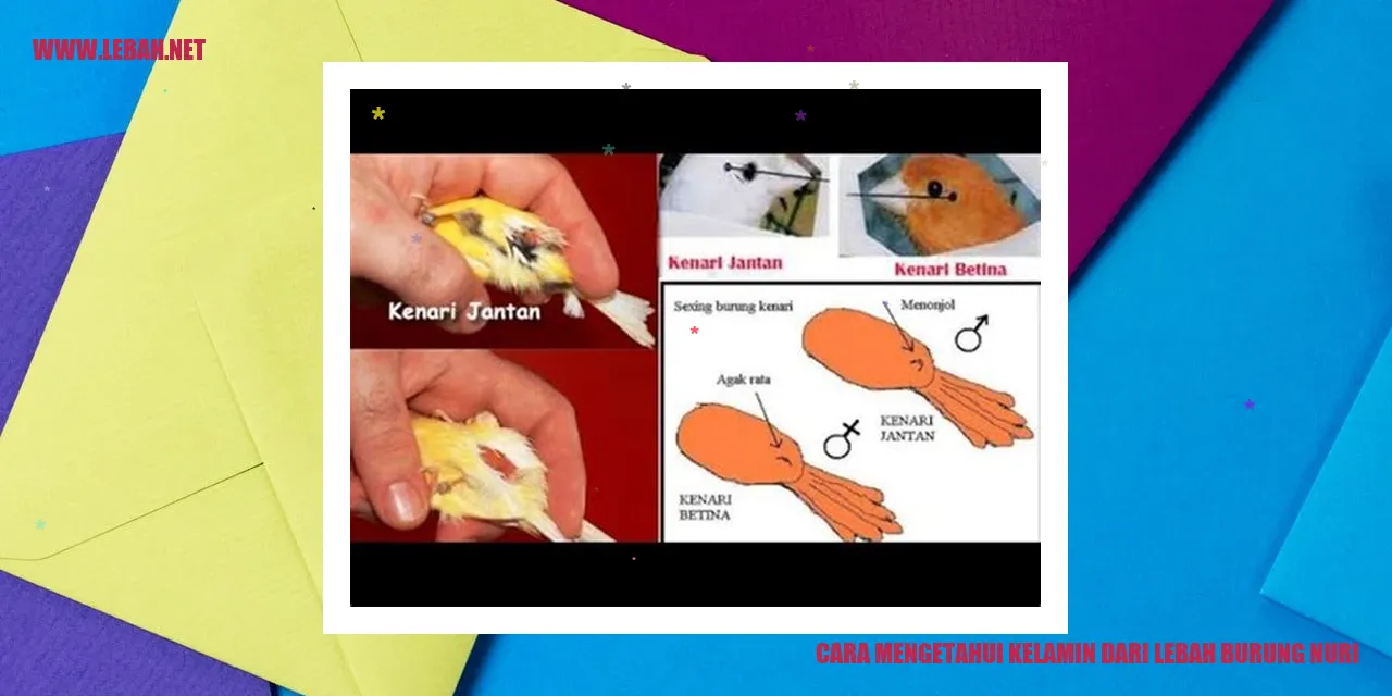 Cara Mengetahui Kelamin dari Lebah Burung Nuri