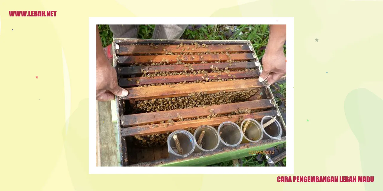 cara pengembangan lebah madu