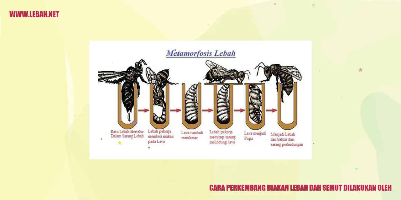 Perkembang Biakan Lebah