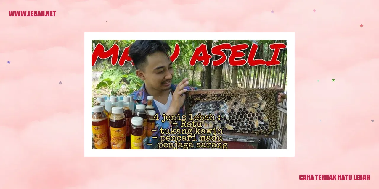 cara ternak ratu lebah