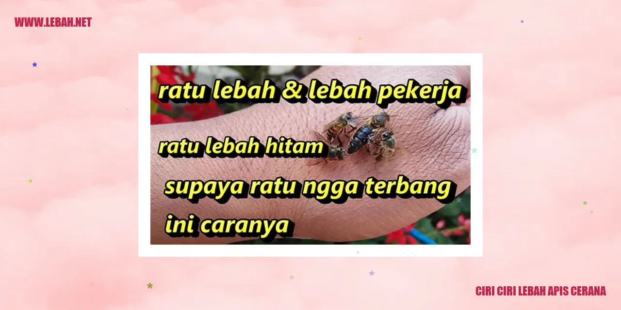 Ciri-ciri Lebah Apis Cerana