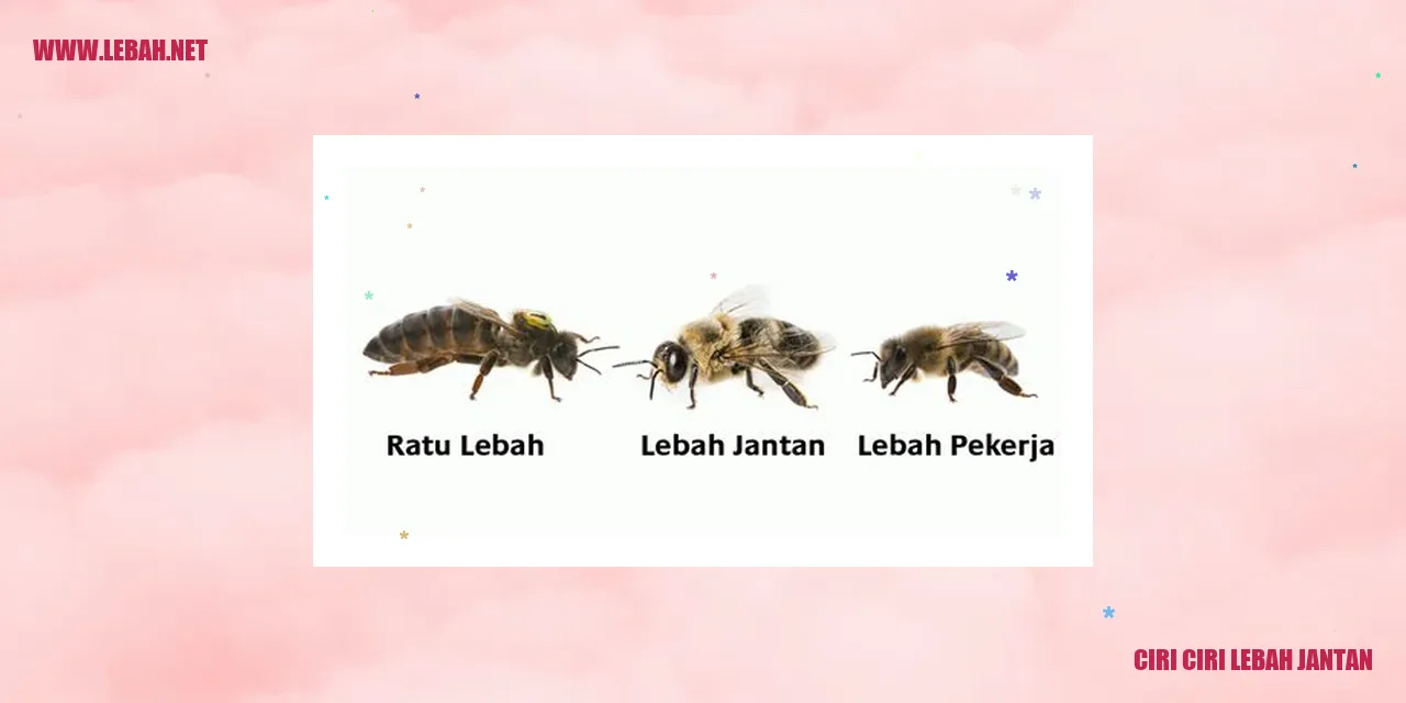 Ciri-ciri fisik lebah jantan