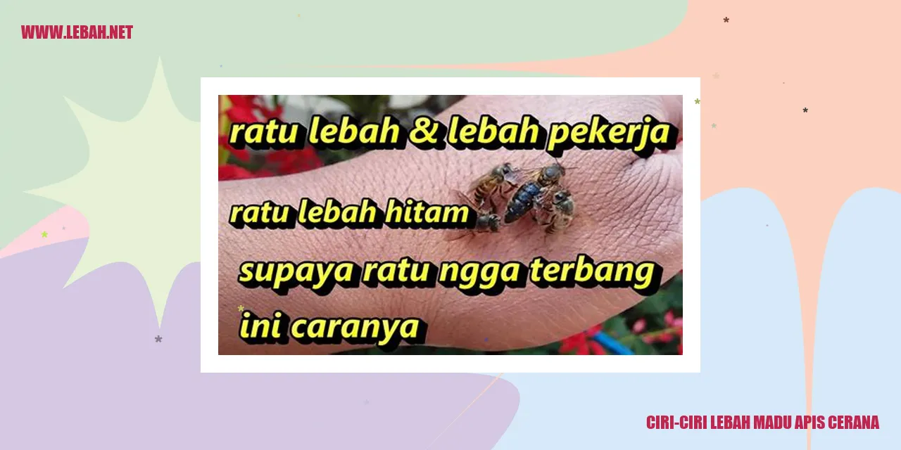 Lebah Madu Apis Cerana