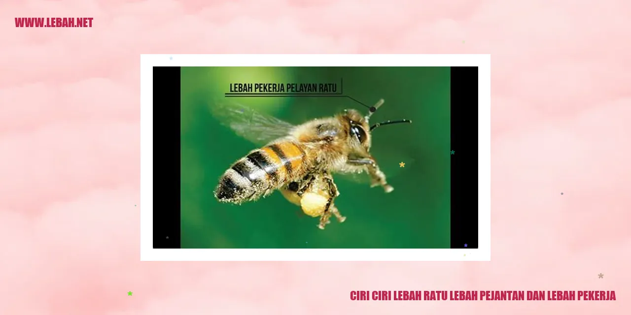 Ciri-Ciri Lebah Ratu