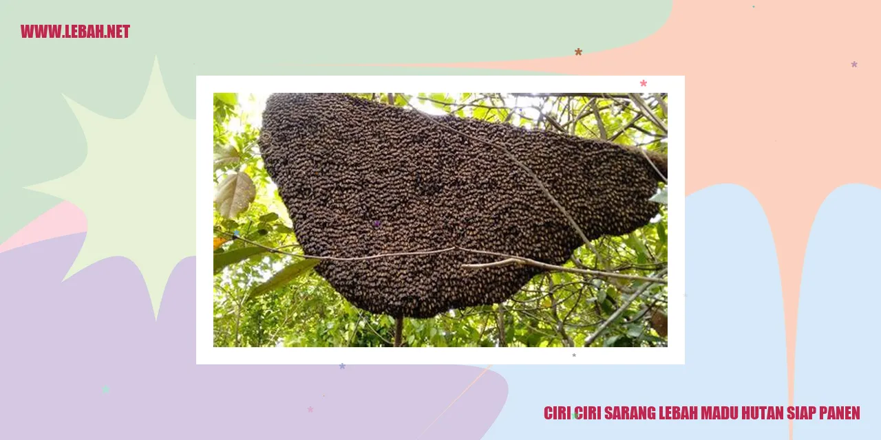 Sarang Lebah Madu Hutan Siap Panen