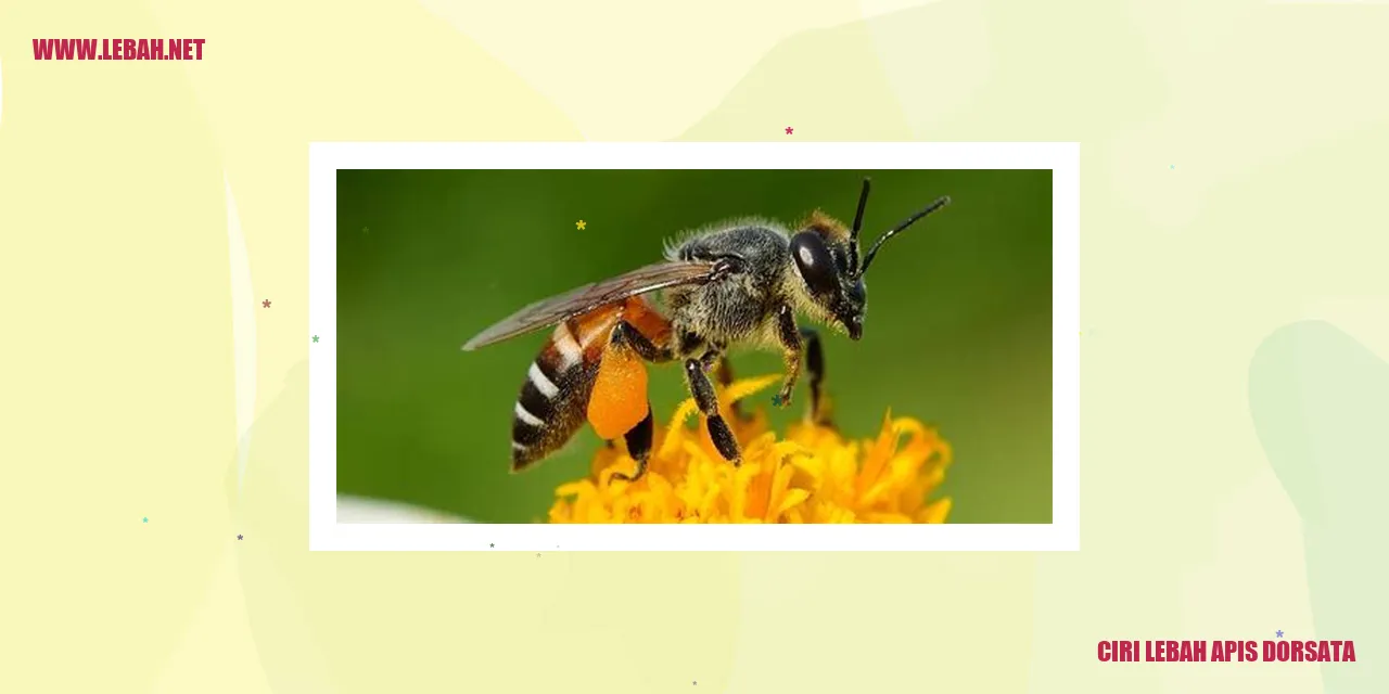 lebah Apis Dorsata