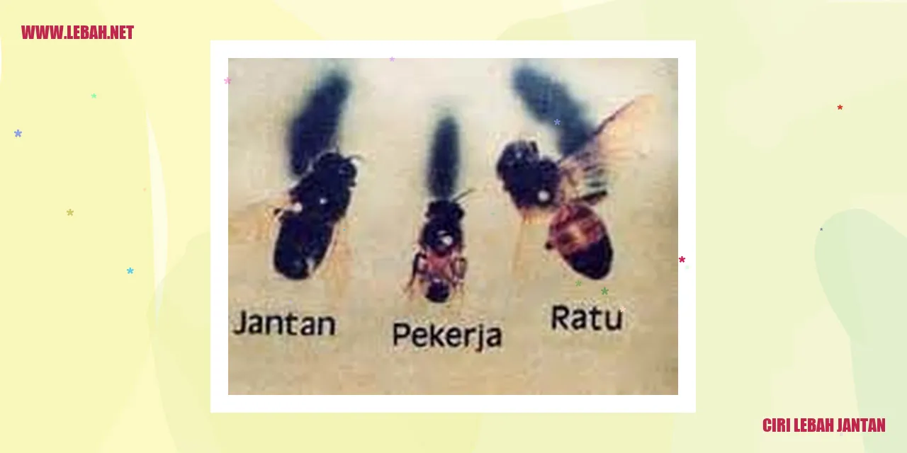 Ciri Lebah Jantan