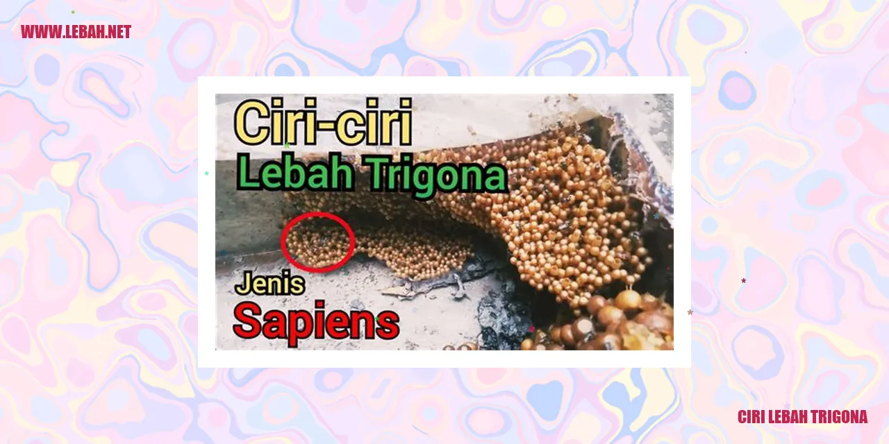 Ciri Lebah Trigona
