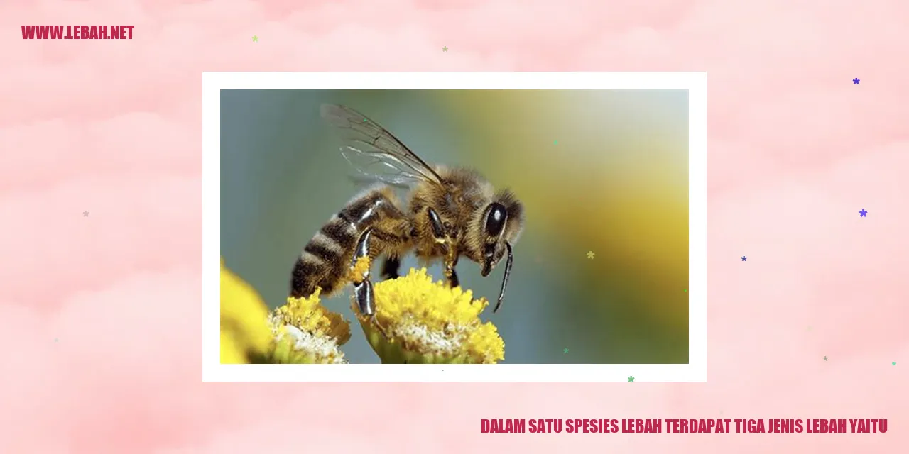 Lebah