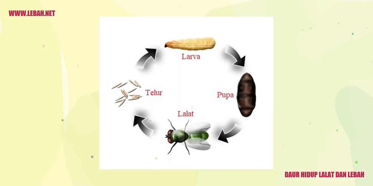 daur hidup lalat dan lebah