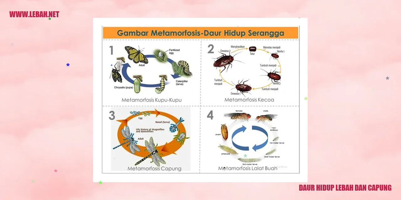Gambar Daur Hidup Lebah