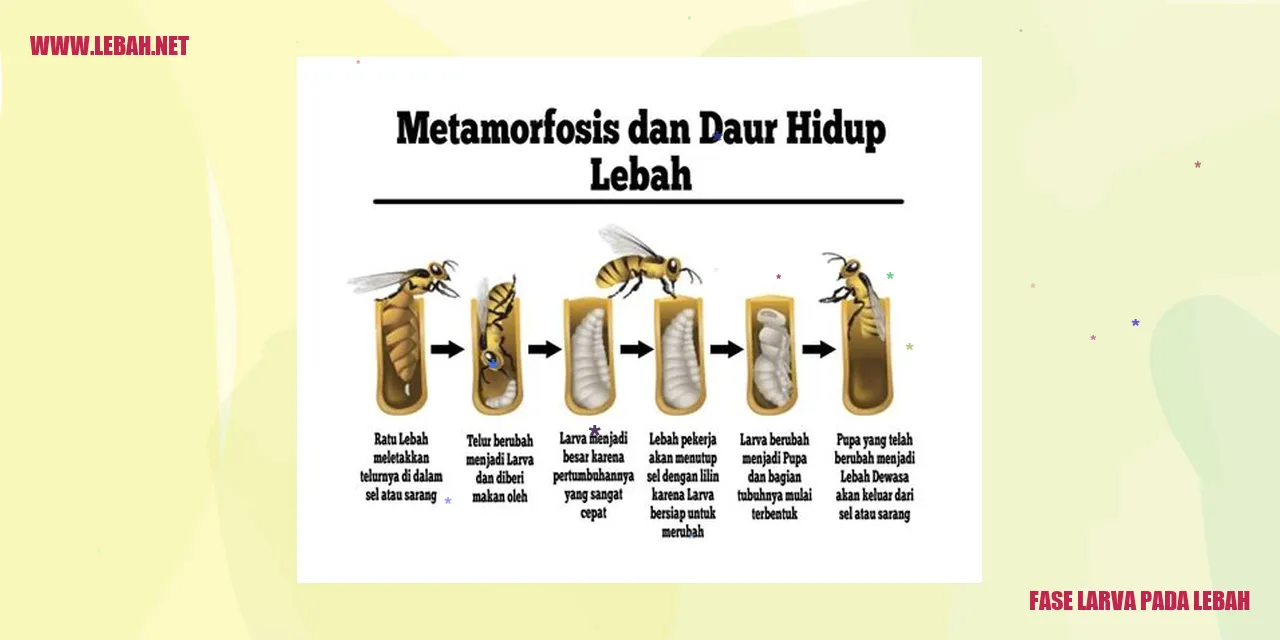 Fase Larva pada Lebah