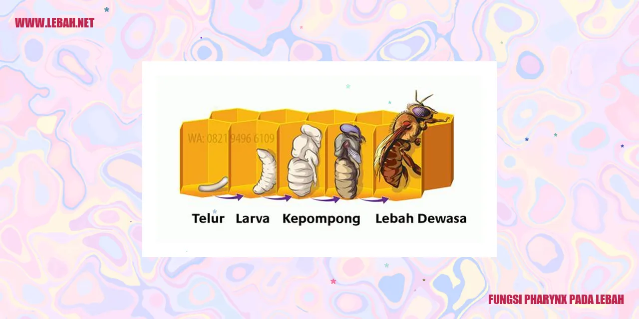 fungsi pharynx pada lebah