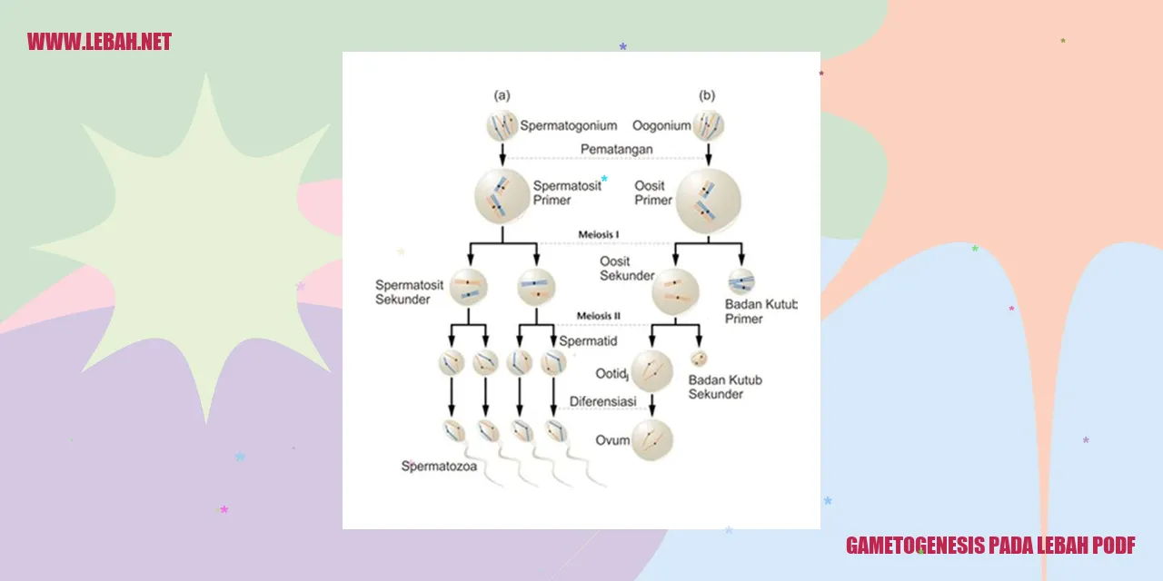 gambar gametogenesis pada lebah podf