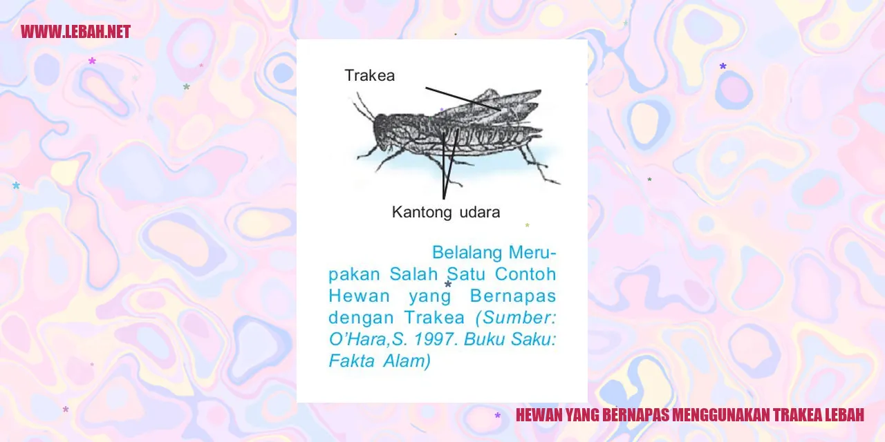 hewan yang bernapas menggunakan trakea lebah