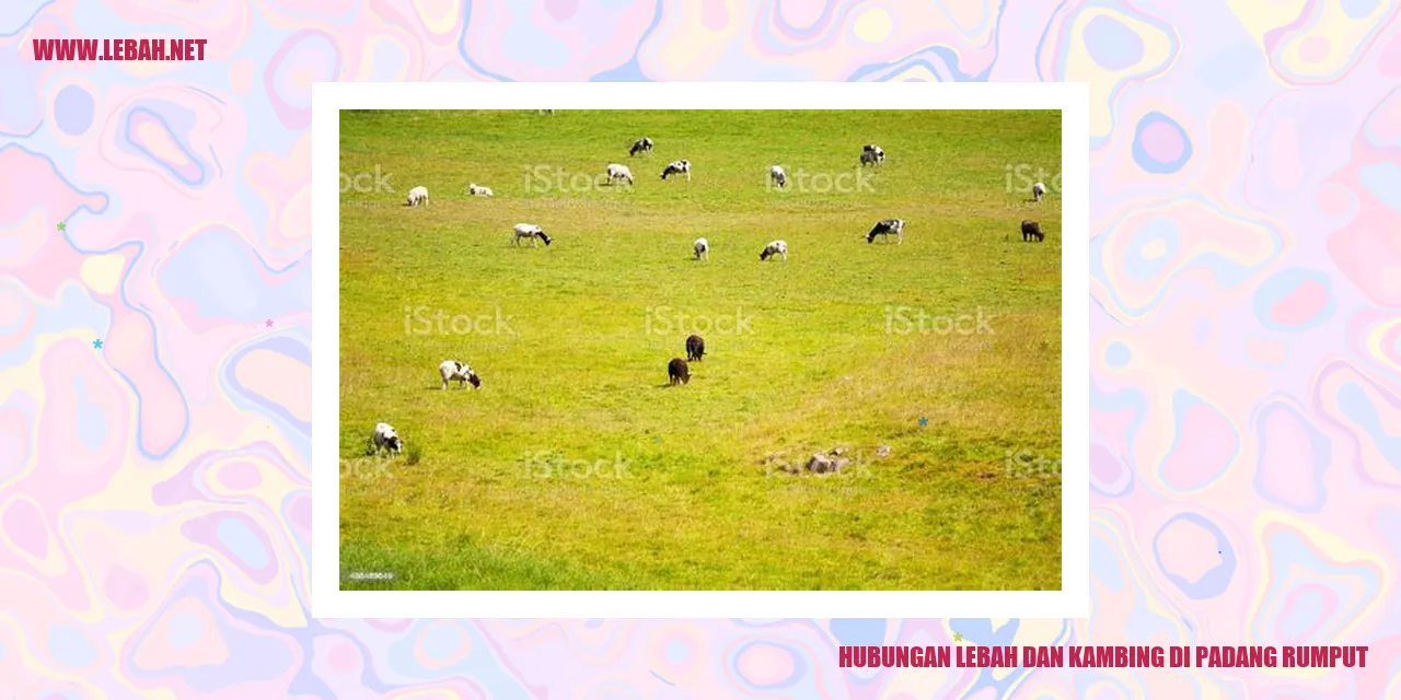 hubungan lebah dan kambing di padang rumput