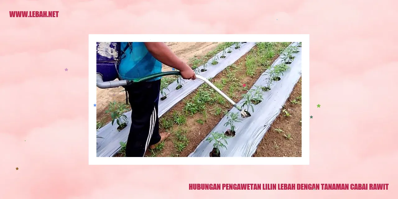 Gambar Tanaman Cabai Rawit