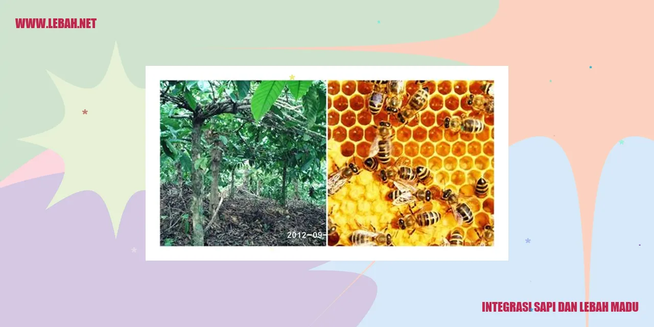 integrasi sapi dan lebah madu