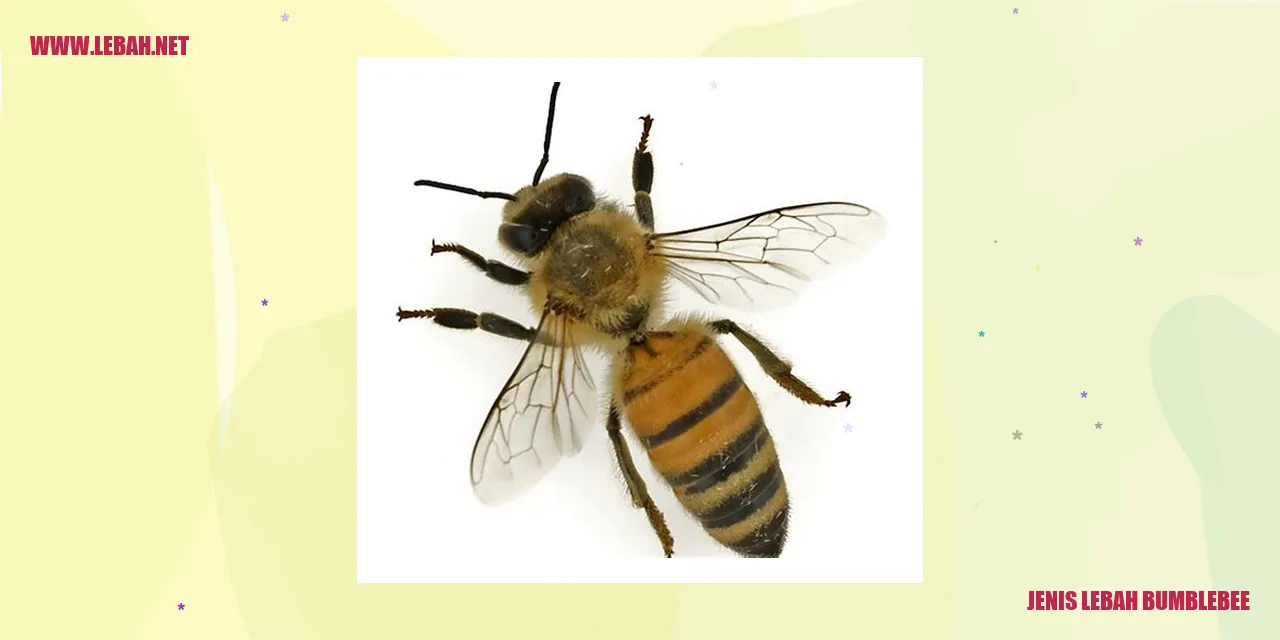 lebah bumblebee