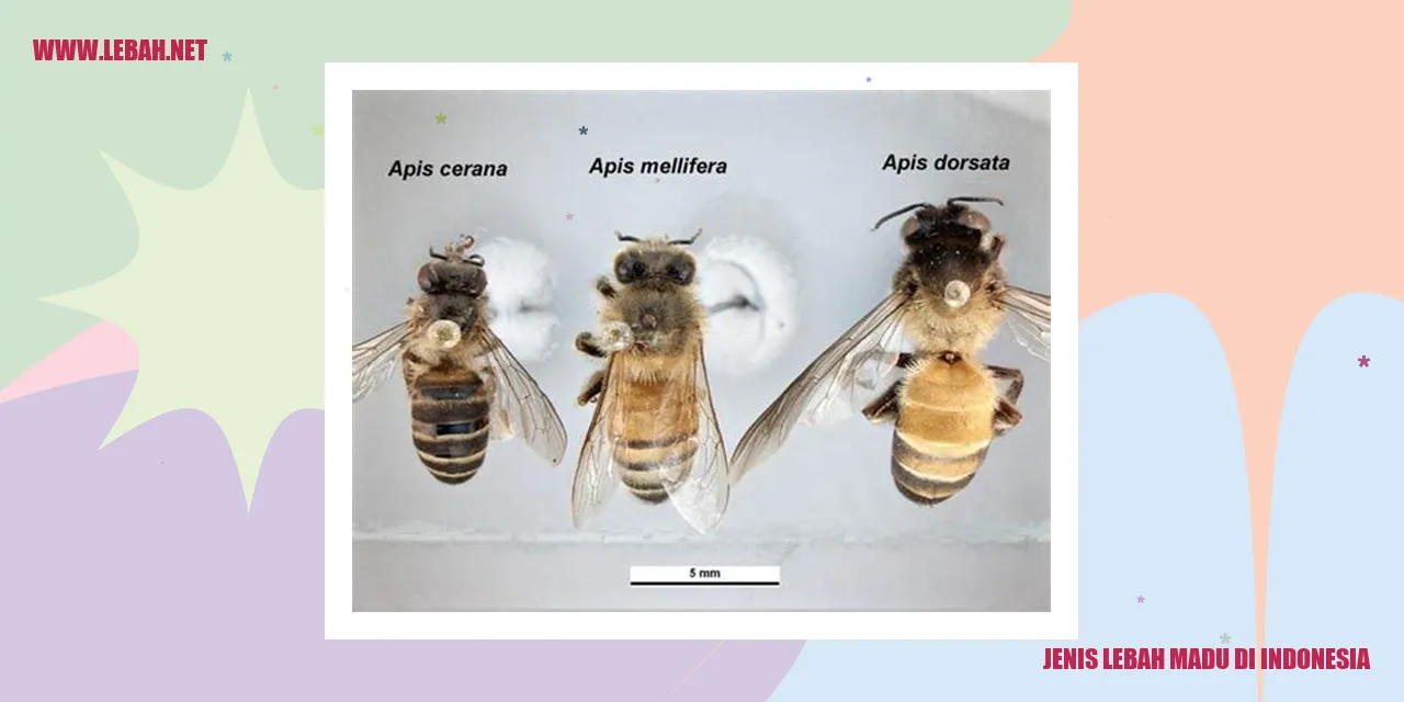 Lebah Apis Cerana