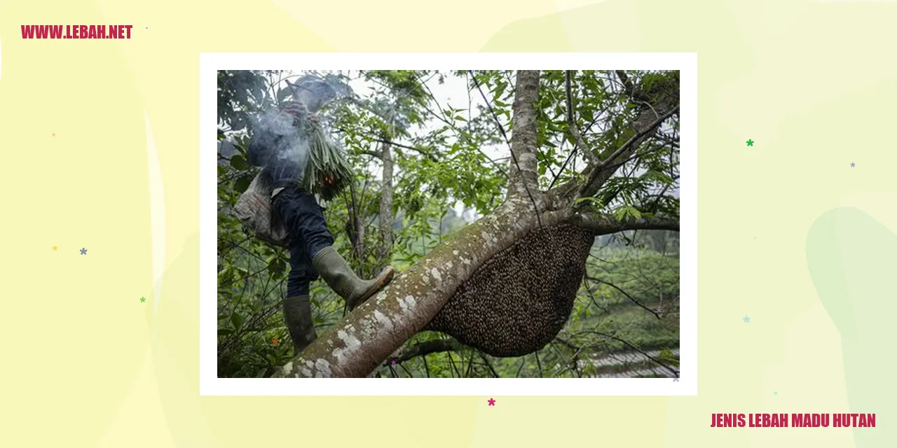 Apakah lebah madu hutan memproduksi madu yang lebih sehat dan alami?