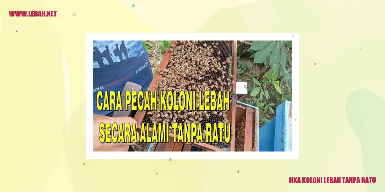 Koloni Lebah Tanpa Ratu