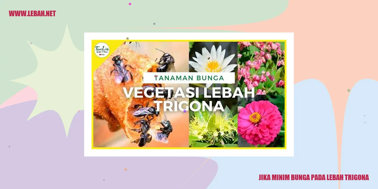 Lebah Trigona
