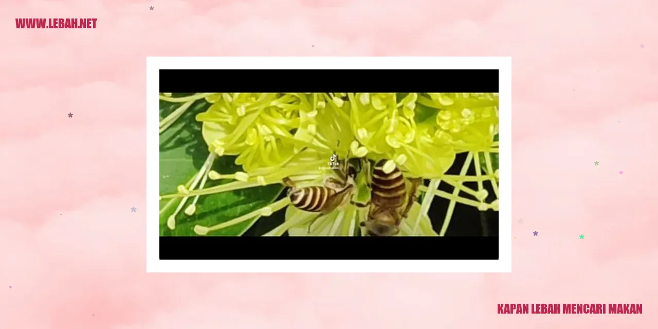 Gambar Kapan Lebah Mencari Makan