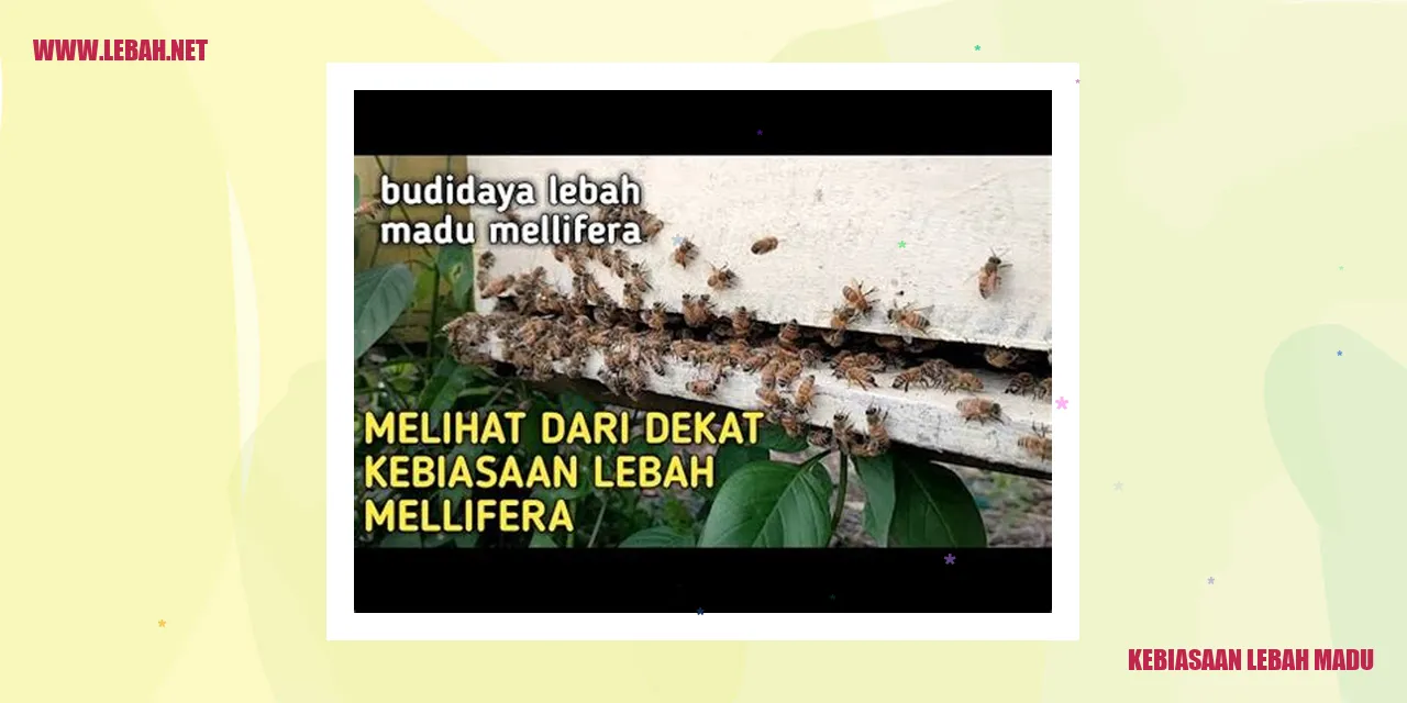 Lebah Madu