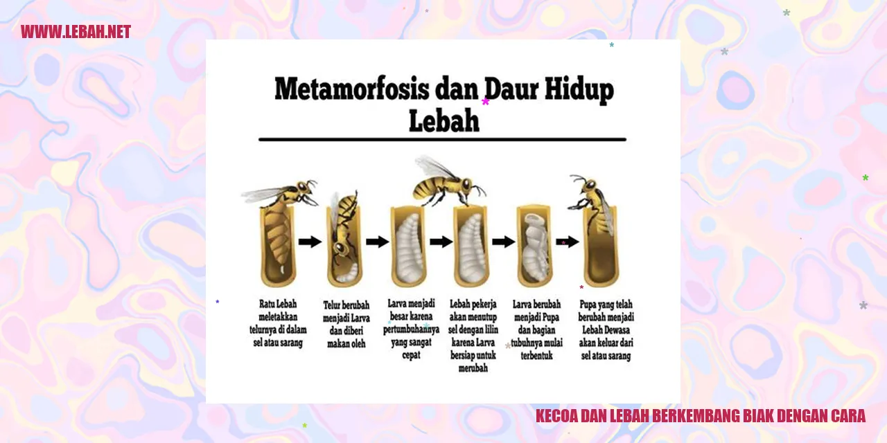 kecoa