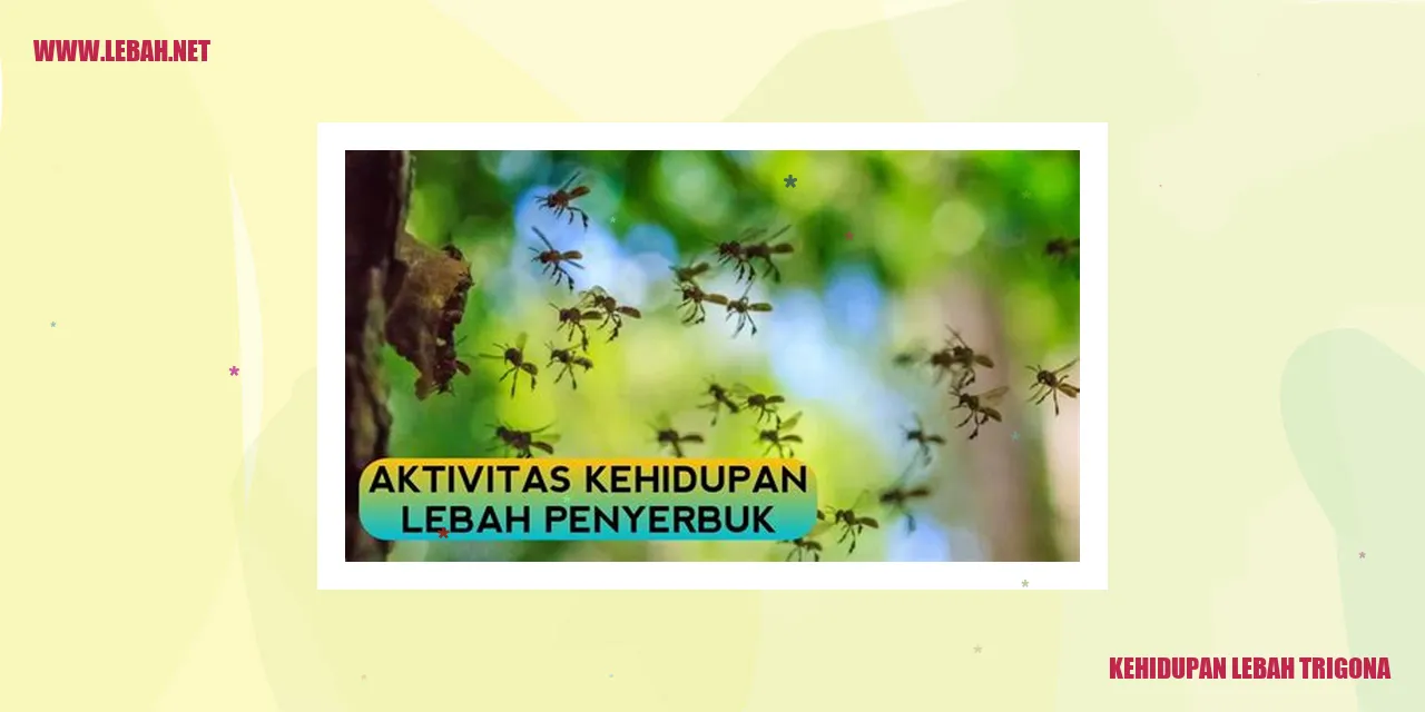 Lebah Trigona