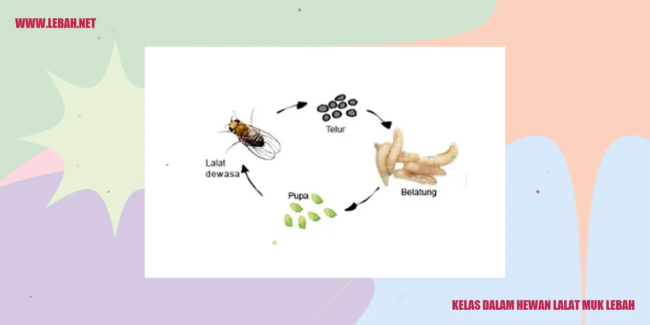 kelas dalam hewan lalat muk lebah