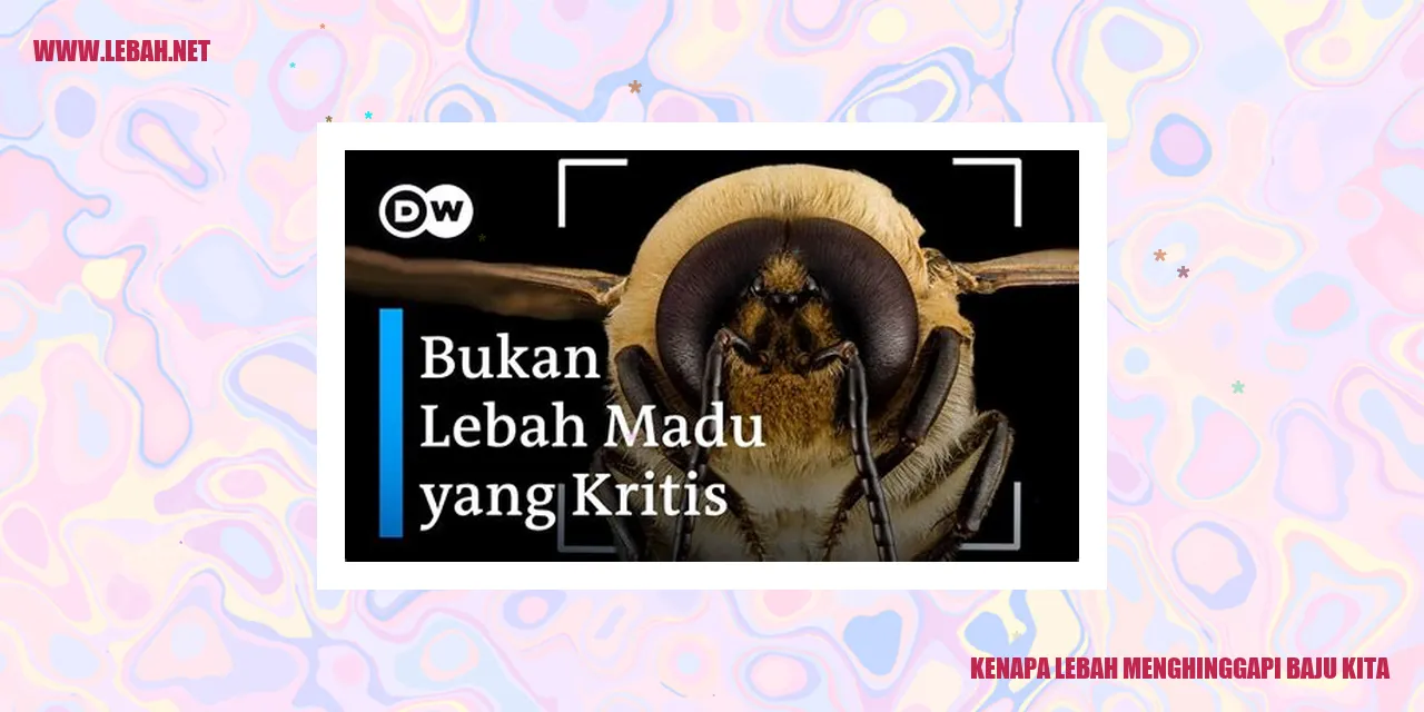 kenapa lebah menghinggapi baju kita