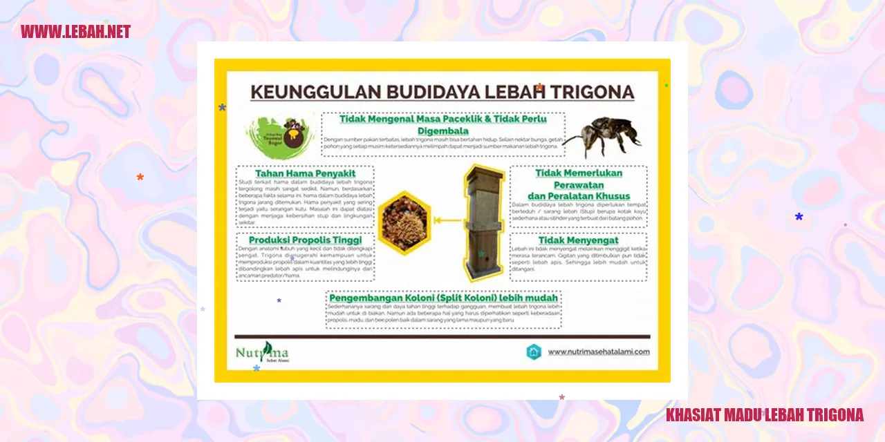 khasiat madu lebah trigona