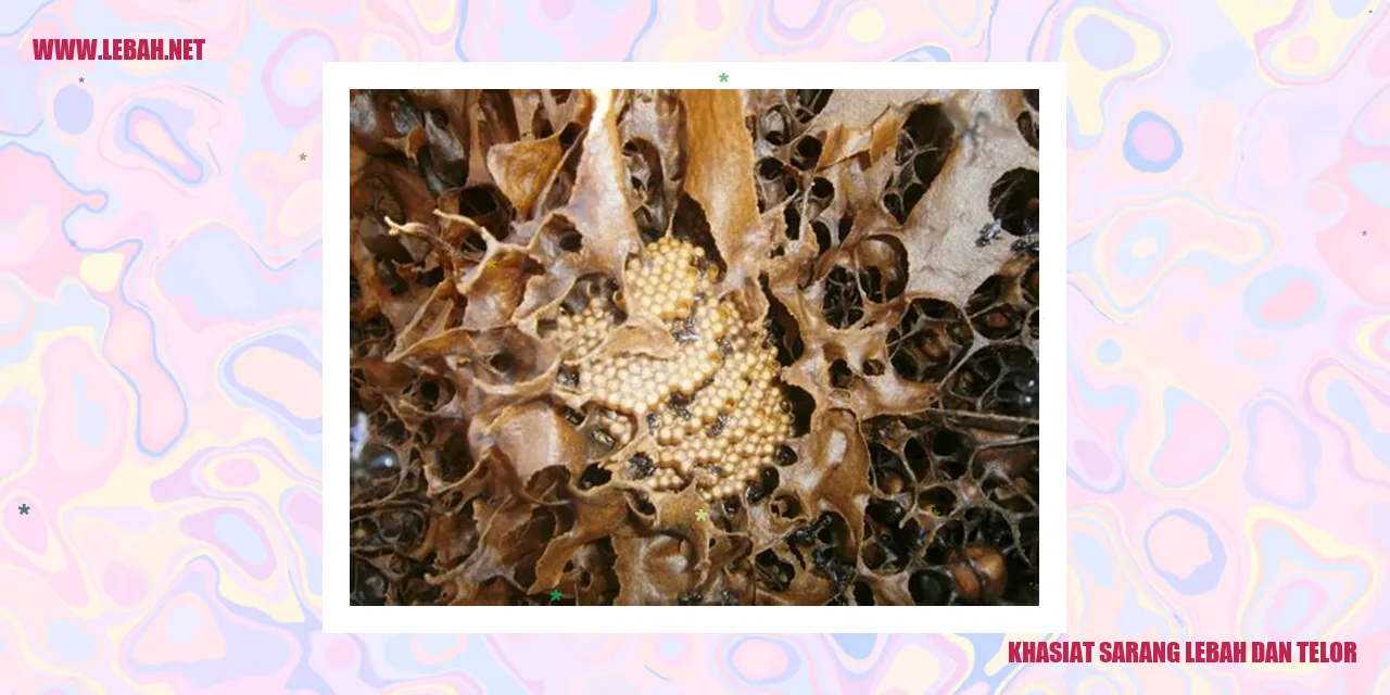 kasih sarang lebah dan telor