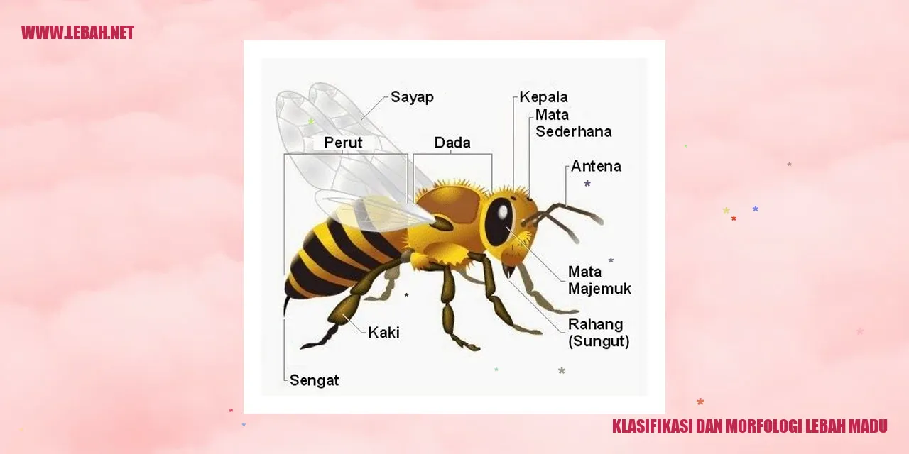 Lebah Madu