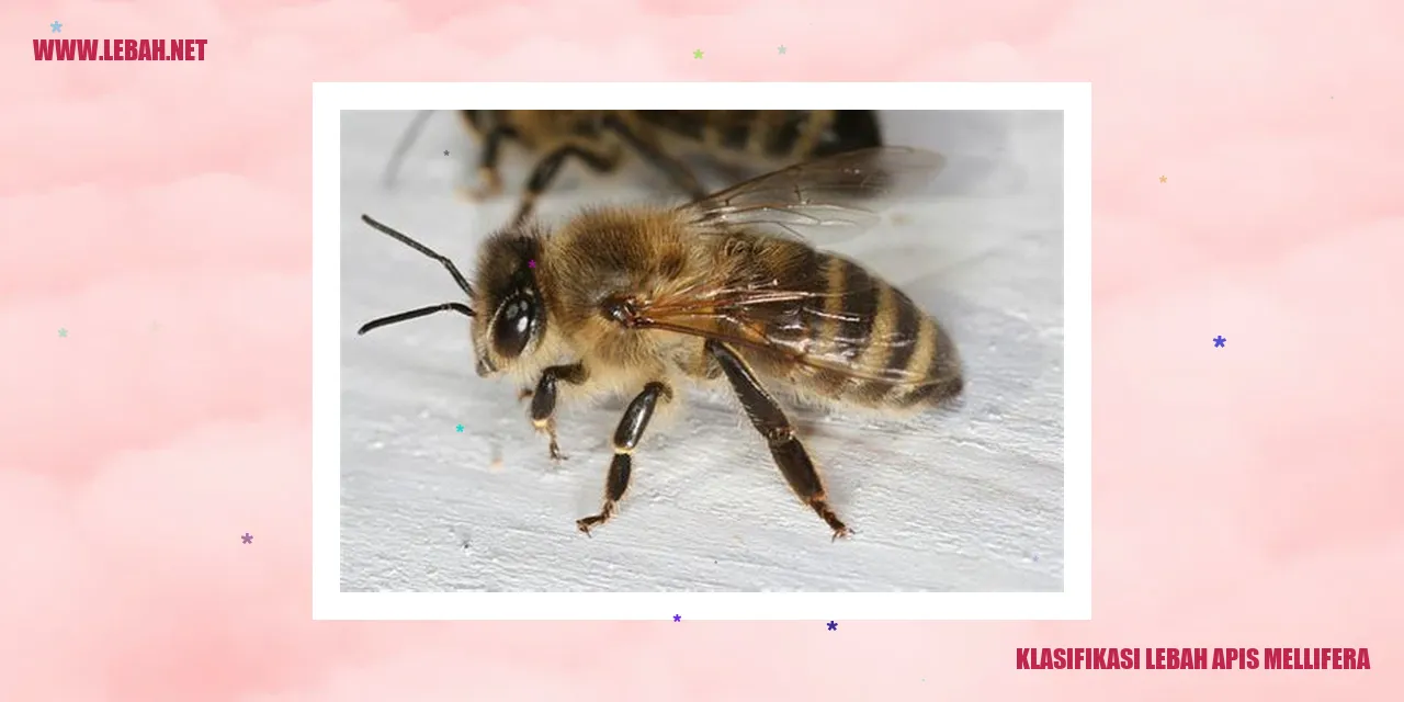 Lebah Apis Mellifera
