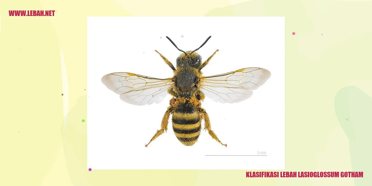 Lebah Lasioglossum Gothamensis Tipe A