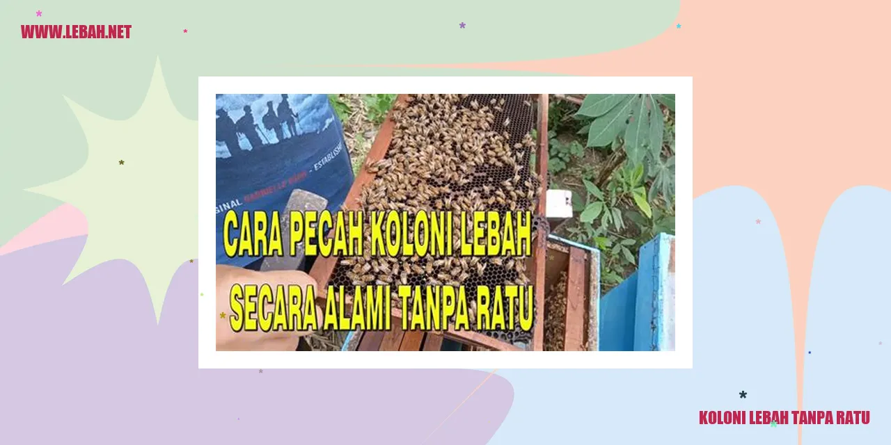 koloni lebah tanpa ratu