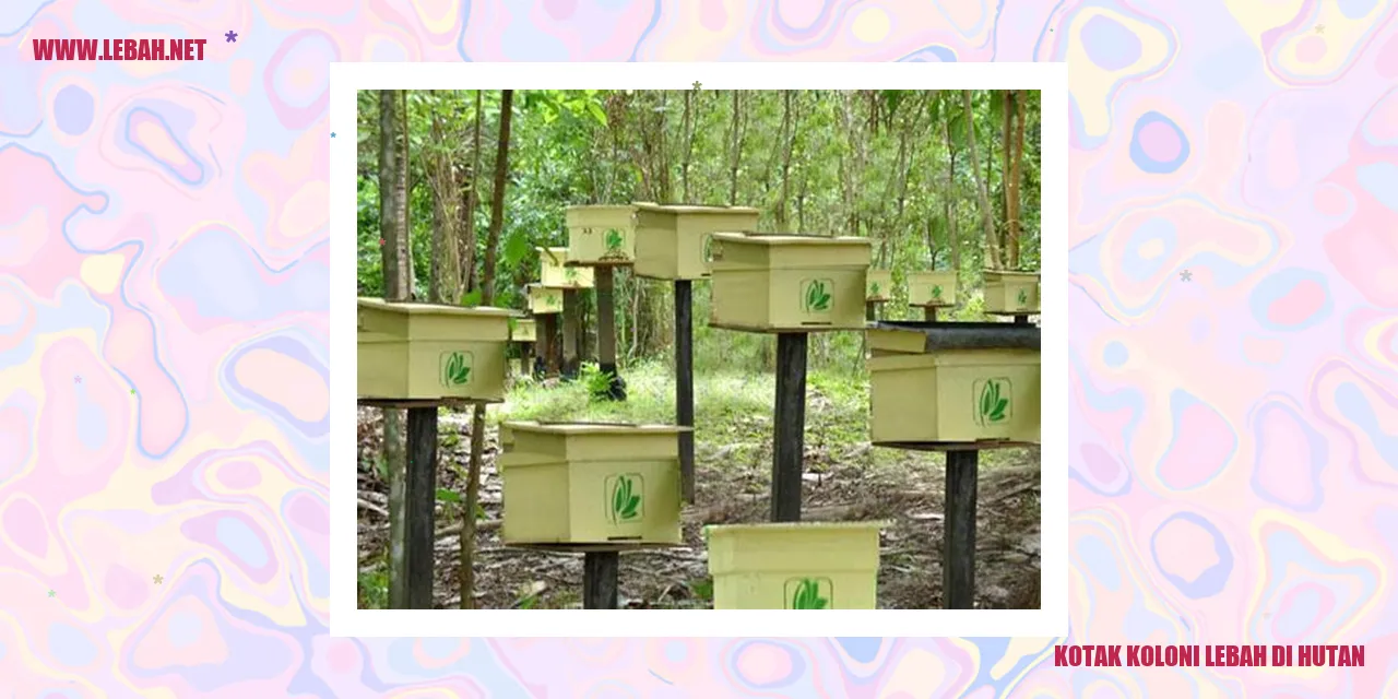 kotak koloni lebah di hutan