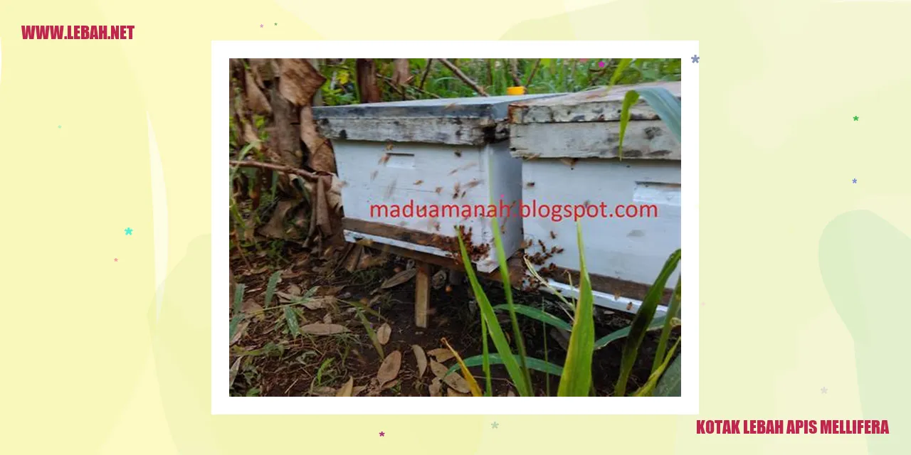 kotak lebah apis mellifera