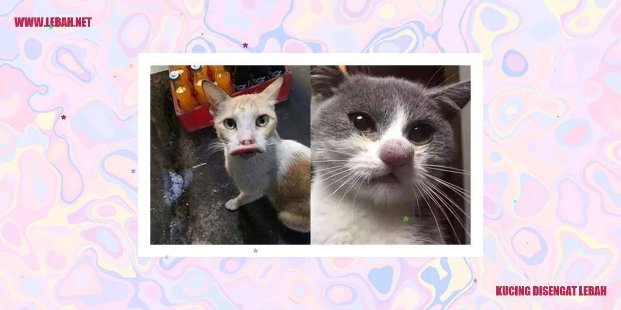 Kucing Disengat Lebah